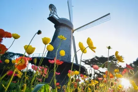 Tulips bloom beneath one of Golden Gate Park's famous windmills.